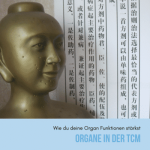 Organe in der TCM