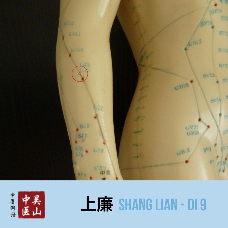 Shang Lian - Dickdarm 9