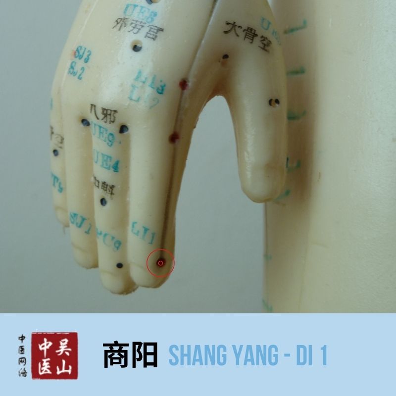 Shang Yang - Dickdarm 1