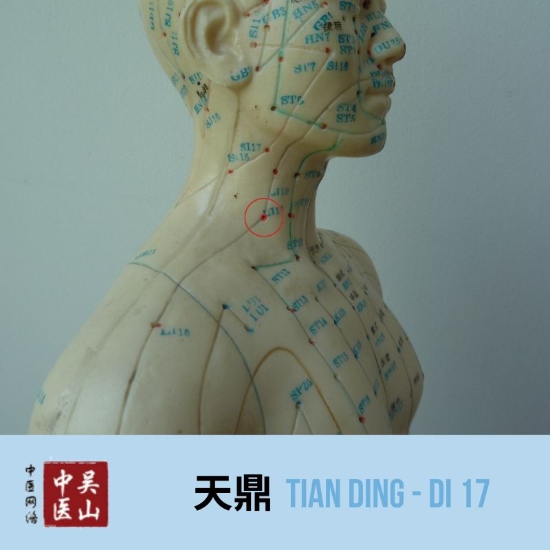 Tian Ding - Dickdarm 17