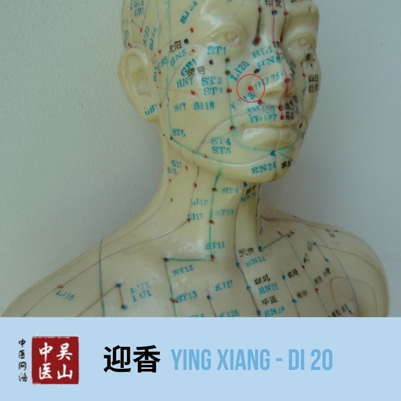 Ying Xiang - Dickdarm 20