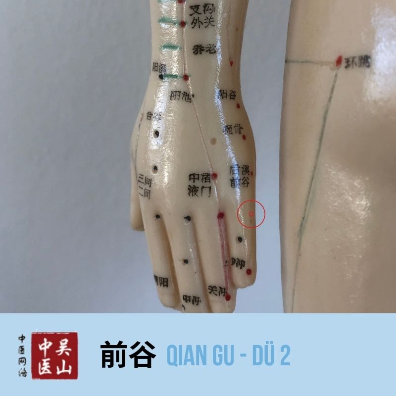 Qian Gu - Dünndarm 2