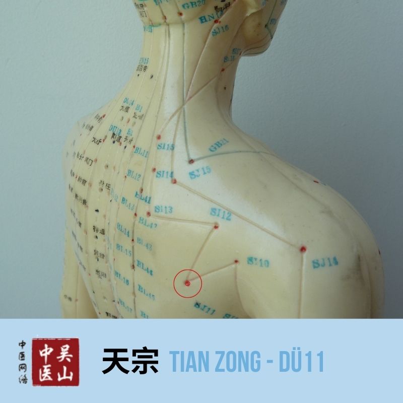 Tian Zong - Dünndarm 11