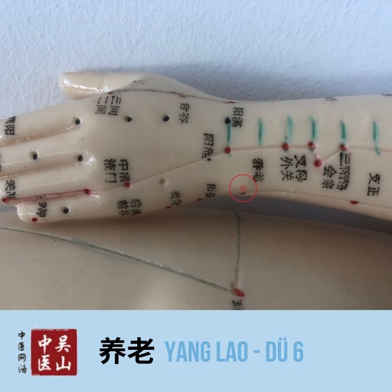 Yang Lao - Dünndarm 6